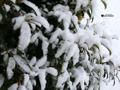 雪がもっさり降っています(≧▽≦)_c0140599_11572725.jpg