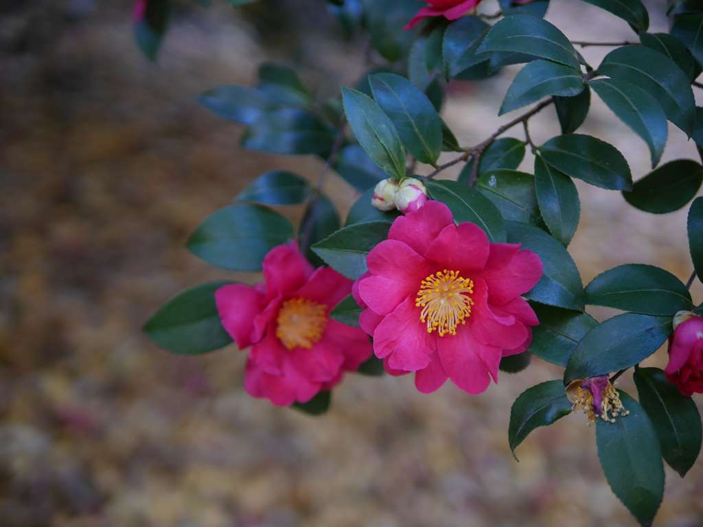 f0224100_21103553.jpg