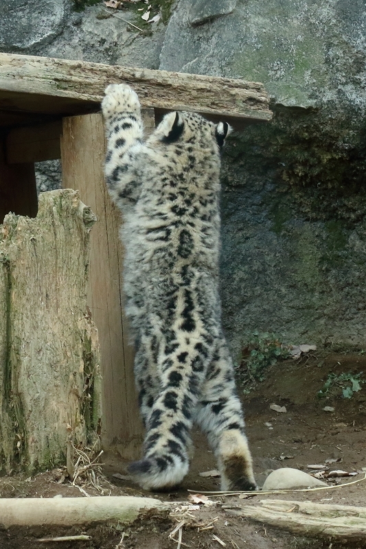 ユキヒョウのフクちゃんは、今日も涙目（多摩動物園）_b0291402_08273685.jpg