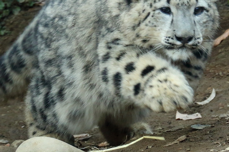 ユキヒョウのフクちゃんは、今日も涙目（多摩動物園）_b0291402_08282024.jpg