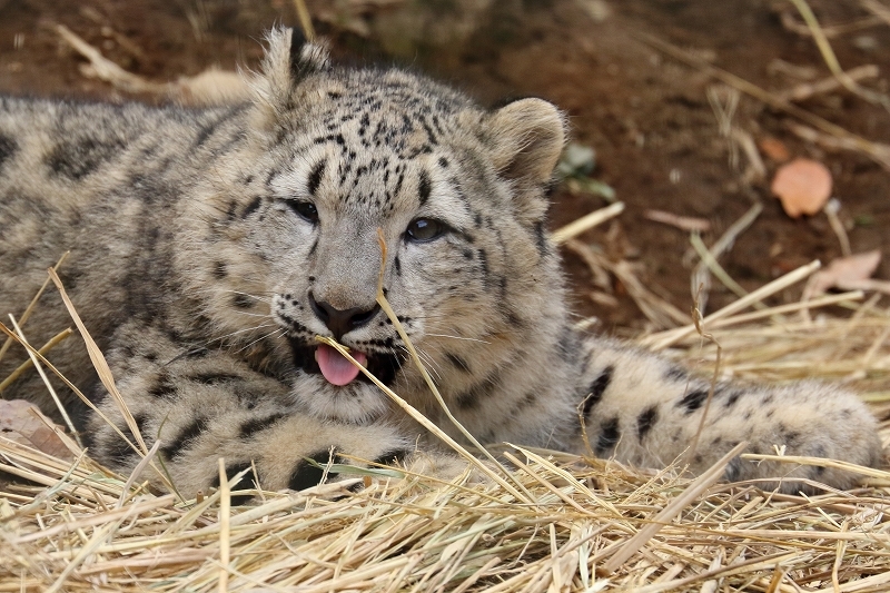 ユキヒョウのフクちゃんは、今日も涙目（多摩動物園）_b0291402_08354241.jpg