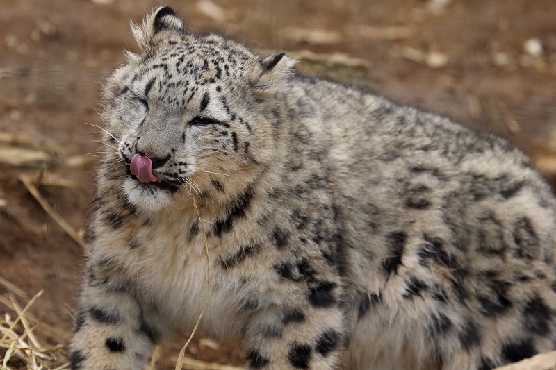 ユキヒョウのフクちゃんは、今日も涙目（多摩動物園）_b0291402_08355331.jpg