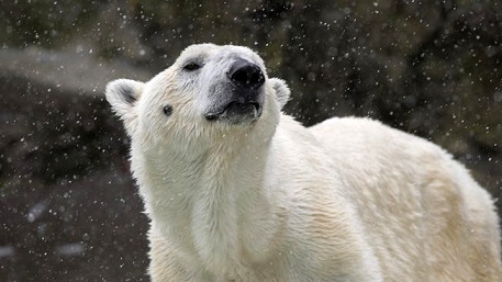 ニューヨーク・ブロンクス動物園のタンドラが亡くなる ～ ニューヨーク(NYC)にホッキョクグマが不在となる_a0151913_192244.jpg