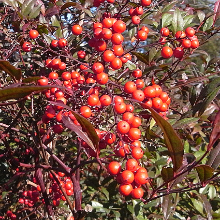 c0190915_19170150.jpg