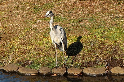 公園で野鳥観察_e0373815_13330134.jpg