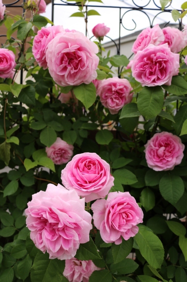 一番好きなバラを誘引 My Small Garden Sugar Plum 一番好きなバラを誘引 My Small Garden Sugar Plum