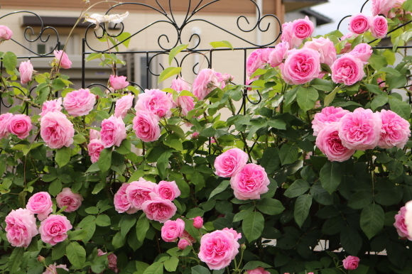 一番好きなバラを誘引 My Small Garden Sugar Plum 一番好きなバラを誘引 My Small Garden Sugar Plum