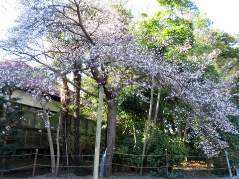 冬桜・年の瀬_b0154148_11223006.jpg