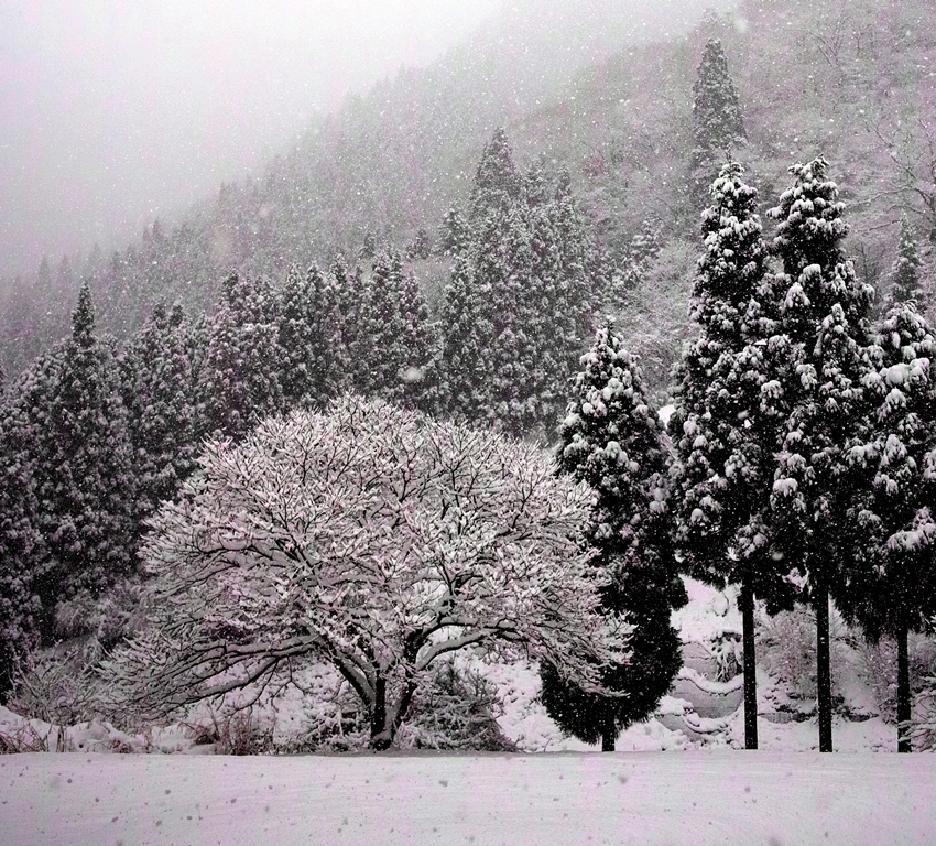 マッキーのぬくもり・・・雪道、縦縞な考え！_d0005250_19552171.jpg