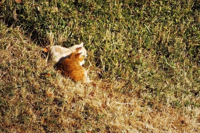 お堀のバン、公園の猫たち_b0236251_14314688.jpg