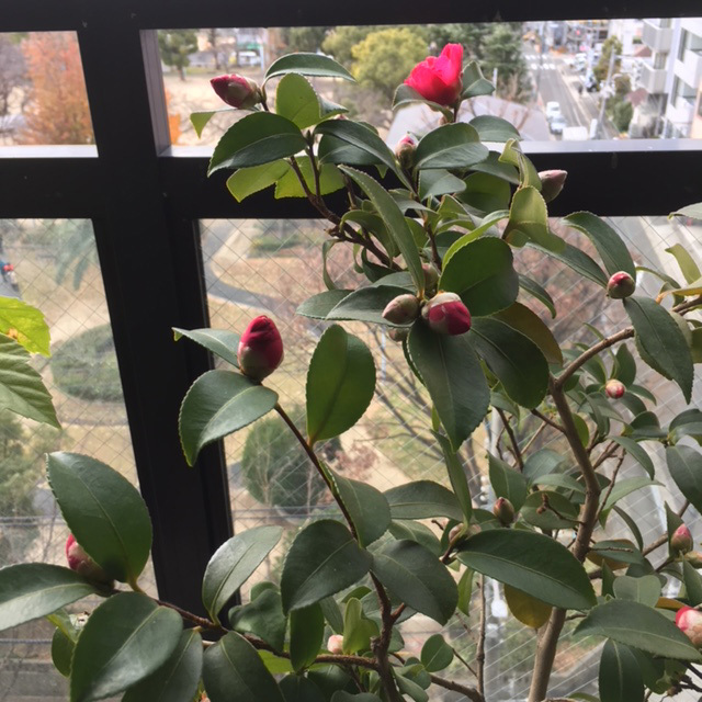 この冬の山茶花一輪目。_b0107163_02071149.jpg