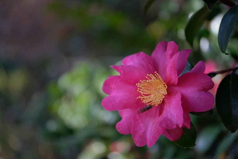 こども植物園（12月23日）_c0057265_15362457.jpg