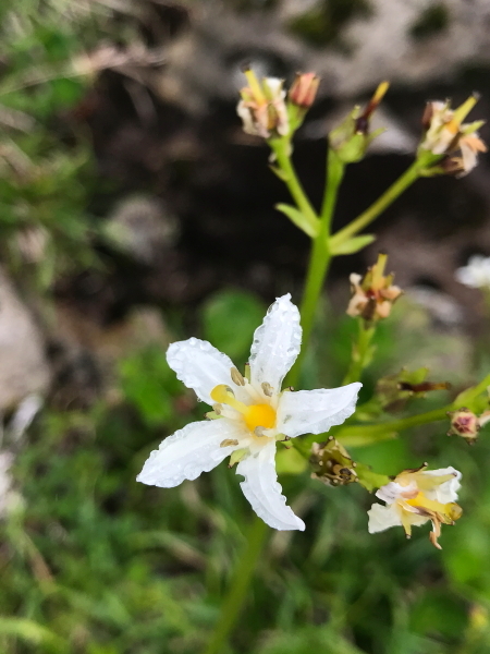 雲ノ平～曇天の花畑　Ⅱ_f0057178_18244387.jpg