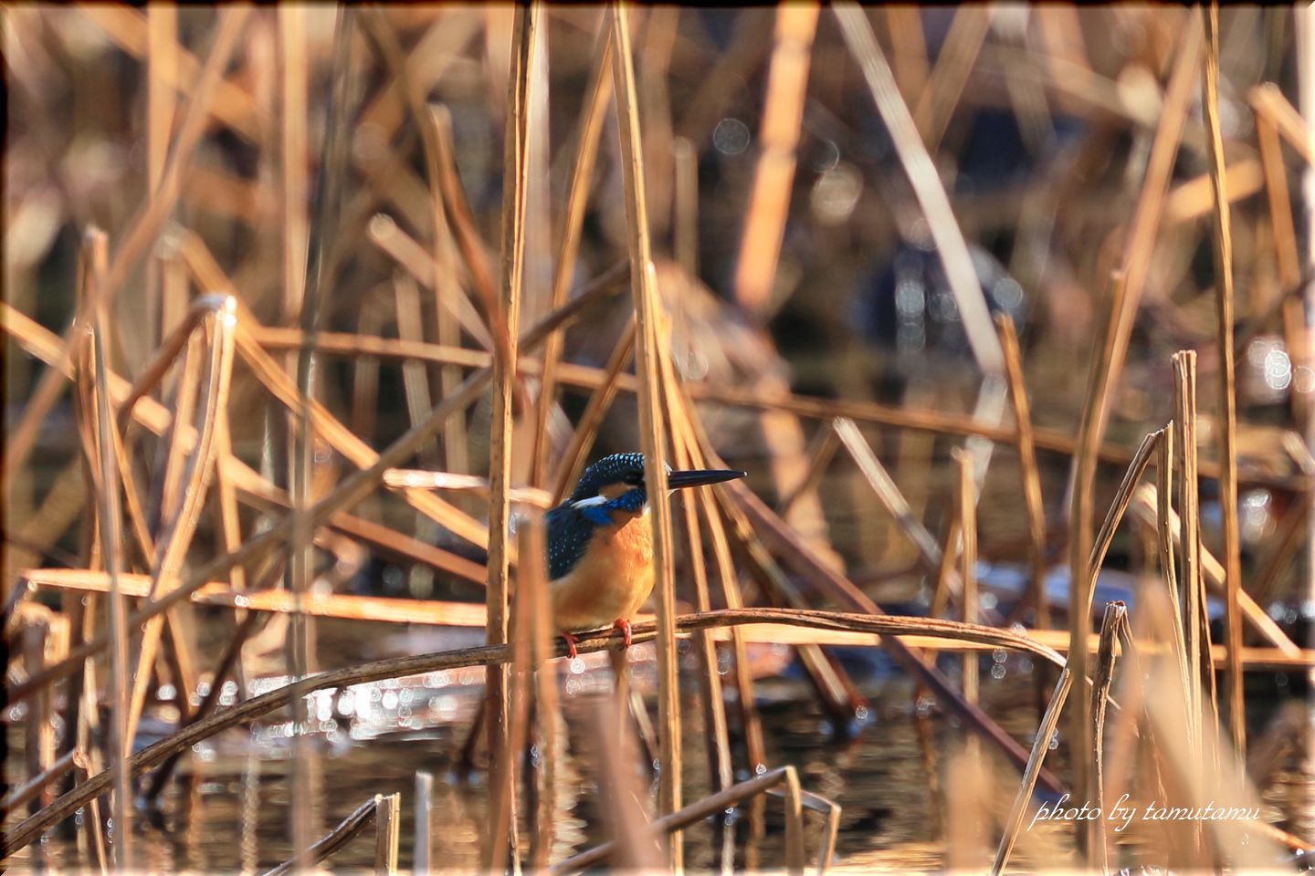 いつもの公園にて　カワセミさん_e0351179_19530027.jpg