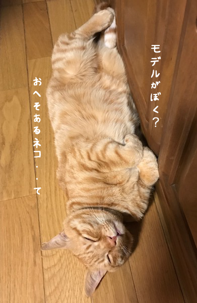 猫、飛び出し注意! : gin~tetsu~nosuke