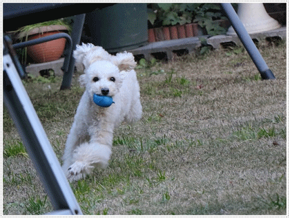 b0175688_23330846.gif
