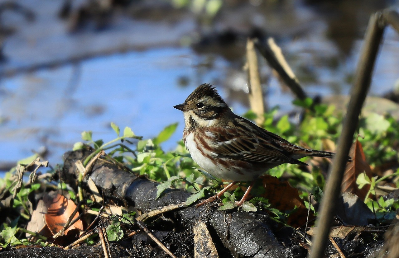 K自然公園の野鳥_f0296999_10085609.jpg