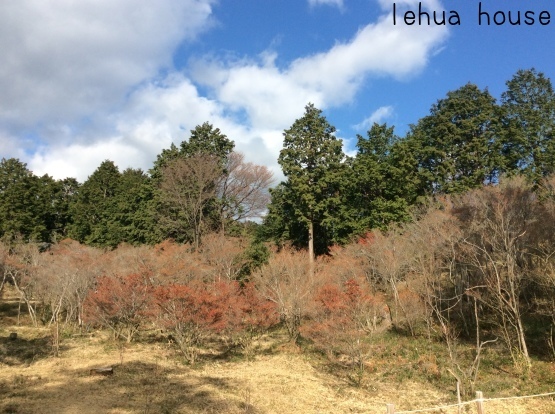 12月のドウダン原は、、。初冬の千葉山サンポ 2017_f0247600_22361514.jpg