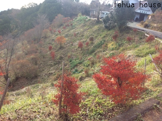 12月のドウダン原は、、。初冬の千葉山サンポ 2017_f0247600_22363624.jpg