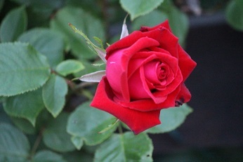 f0325309_11353516.jpg