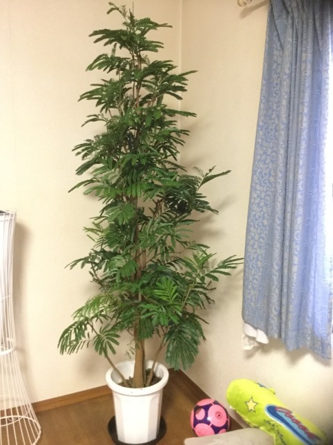 c0103830_20302588.jpeg