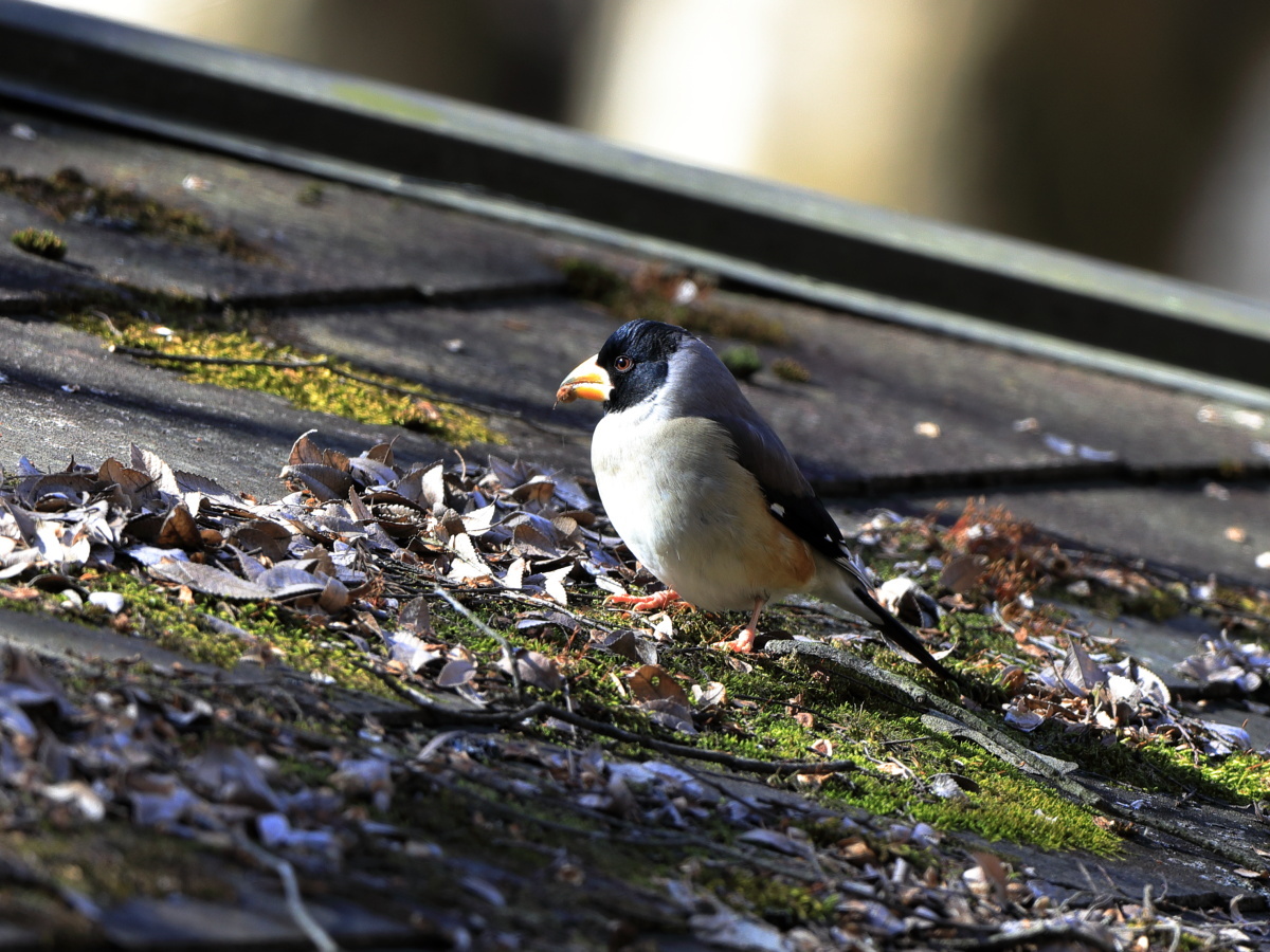 初めて出会えた野鳥たち2017年_c0304040_22293071.jpg