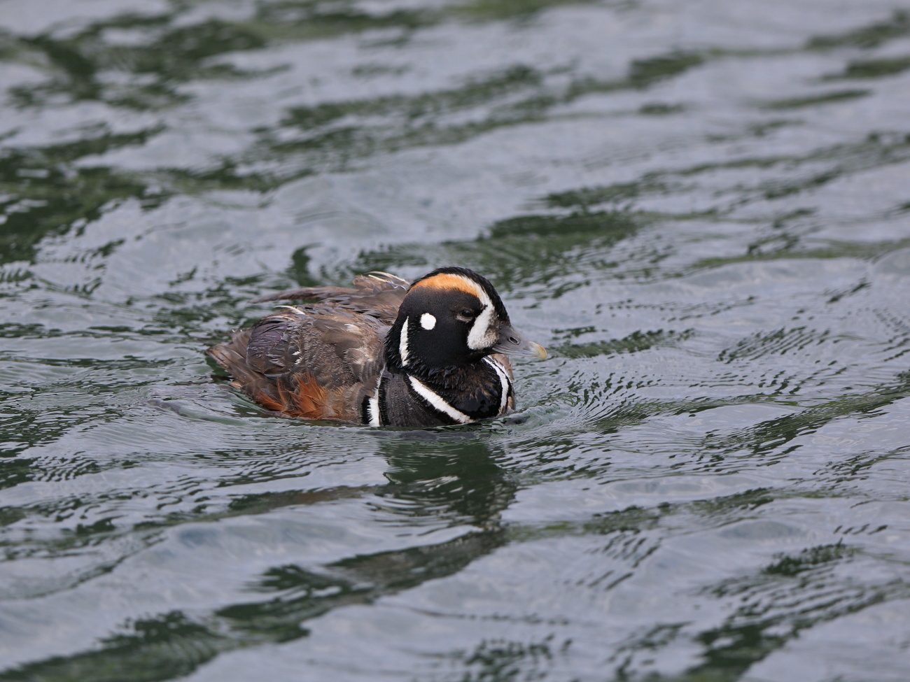 初めて出会えた野鳥たち2017年_c0304040_22355667.jpg