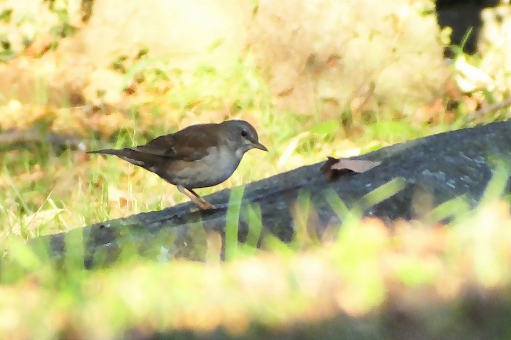 静かな朝、鳥たちものんびりと_b0236251_16051337.jpg