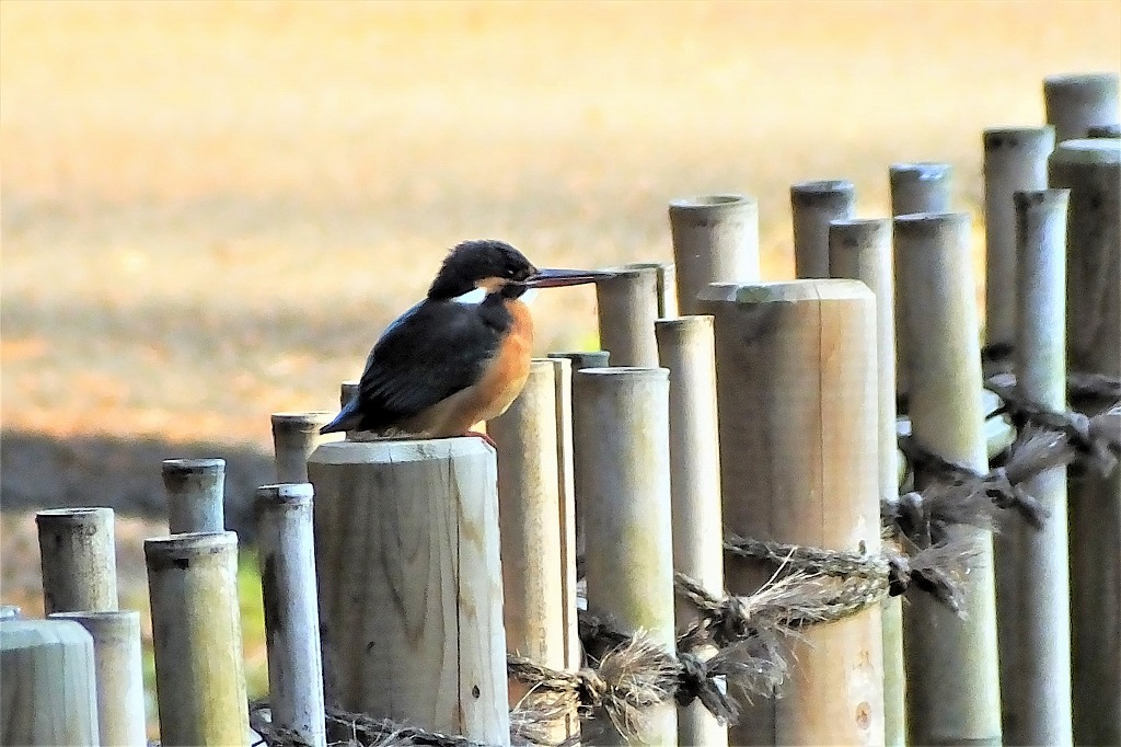 静かな朝、鳥たちものんびりと_b0236251_16183039.jpg