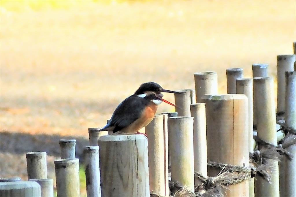 静かな朝、鳥たちものんびりと_b0236251_16185881.jpg