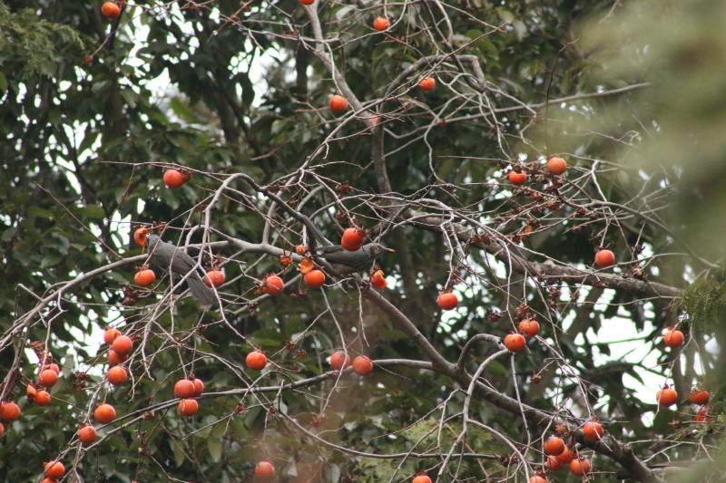 c0074553_08551990.jpg