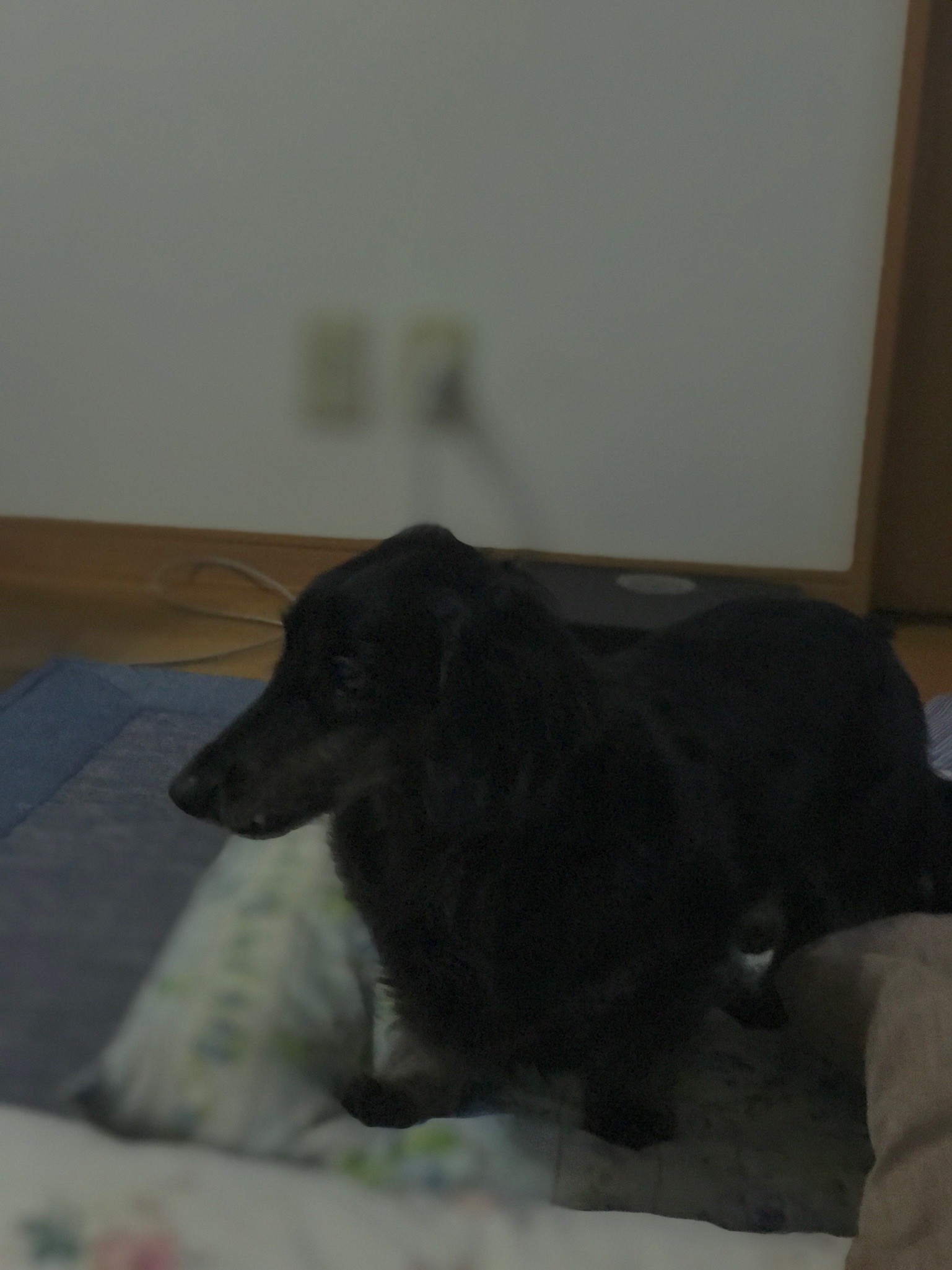 d0109356_21253176.jpeg