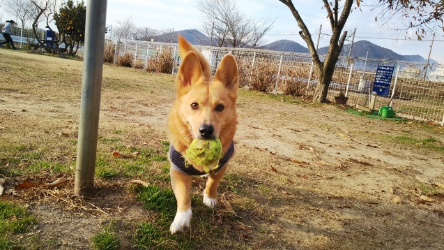 つばさちゃん・ハッピーちゃんの　ラン・デビュー_e0200357_03402308.jpg