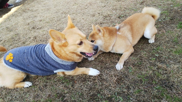 つばさちゃん・ハッピーちゃんの　ラン・デビュー_e0200357_03424329.jpg