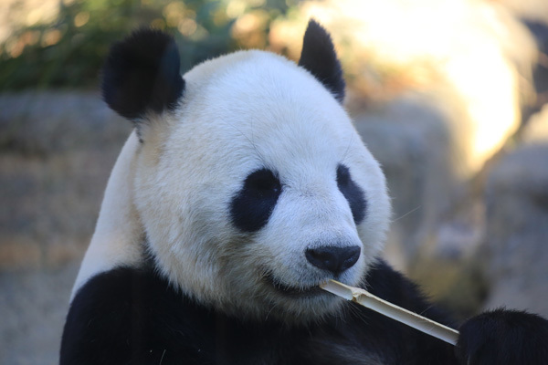 上野動物園で撮り納め_e0086860_17173789.jpg