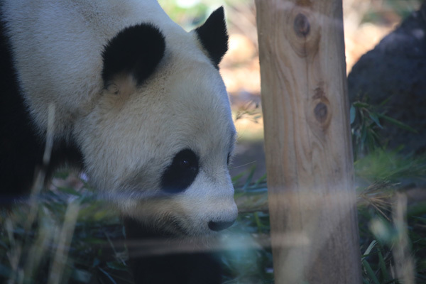 上野動物園で撮り納め_e0086860_17174389.jpg