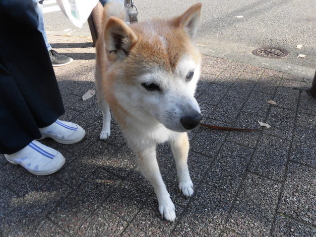 良太郎くんのお預かり_e0367571_22293472.jpg