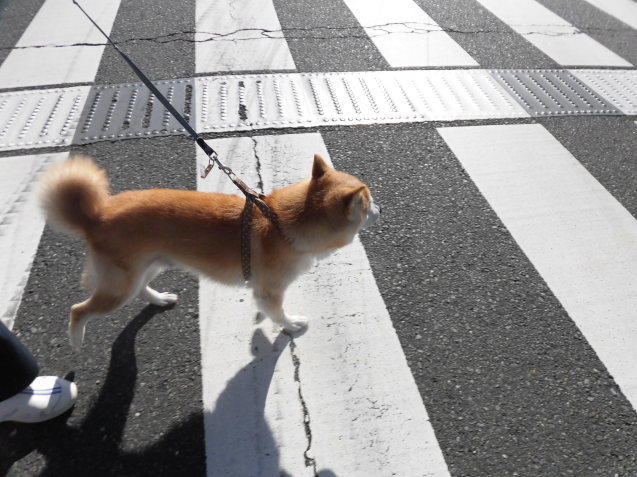 良太郎くんのお預かり_e0367571_22570500.jpg
