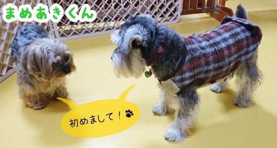 お泊りわんこ!_f0357682_15050731.jpg