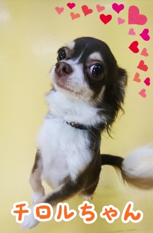 お泊りわんこ!_f0357682_15051596.jpg