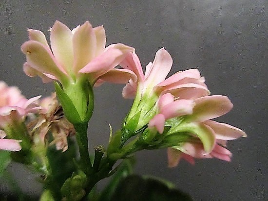 b0182884_21254187.jpg