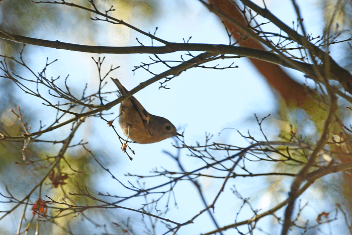 櫻山の鳥さん　其の三　＜菊戴・小啄木鳥　他＞_e0248688_17345617.gif