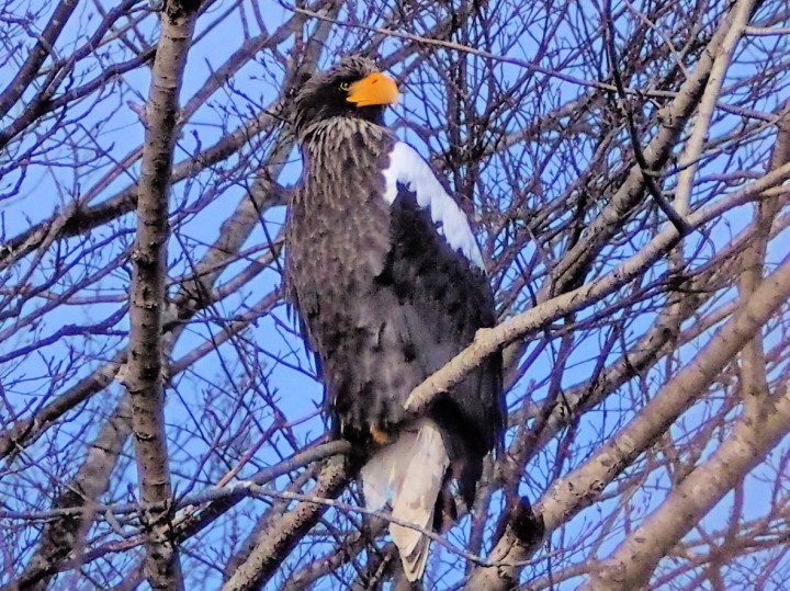 オオワシ オジロワシ 今日の鳥さん オオワシ オジロワシ 今日の鳥さん