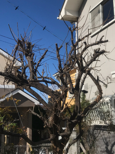 年末の日々_f0101201_17190889.jpg