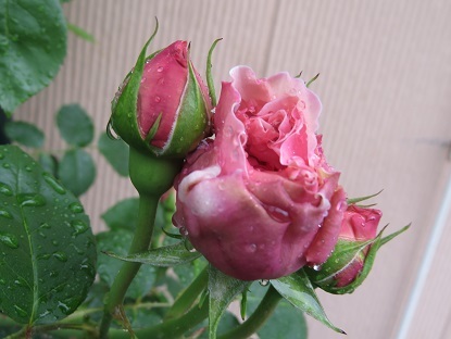 f0325309_13200735.jpg