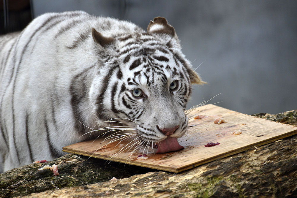 2017.12.24 宇都宮動物園☆ホワイトタイガーのシラナミ姫【White tiger】_f0250322_22251974.jpg