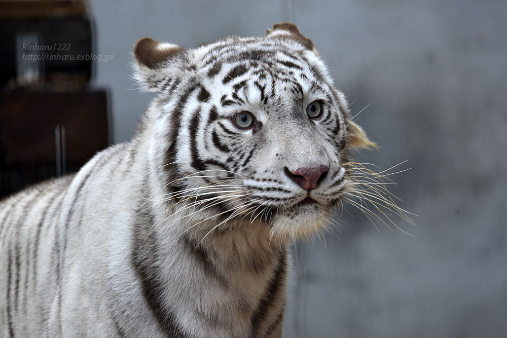 2017.12.24 宇都宮動物園☆ホワイトタイガーのシラナミ姫【White tiger】_f0250322_22252341.jpg