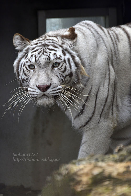 2017.12.24 宇都宮動物園☆ホワイトタイガーのシラナミ姫【White tiger】_f0250322_22255059.jpg