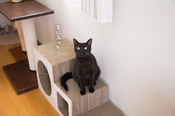 新しいつめとぎ、その反応は _d0355333_11345223.jpg