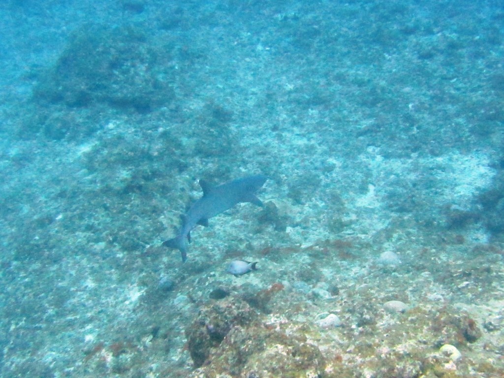 サメっ!?サメっ!!サメぇぇぇ~~~(@_@;)_a0189838_23135325.jpg